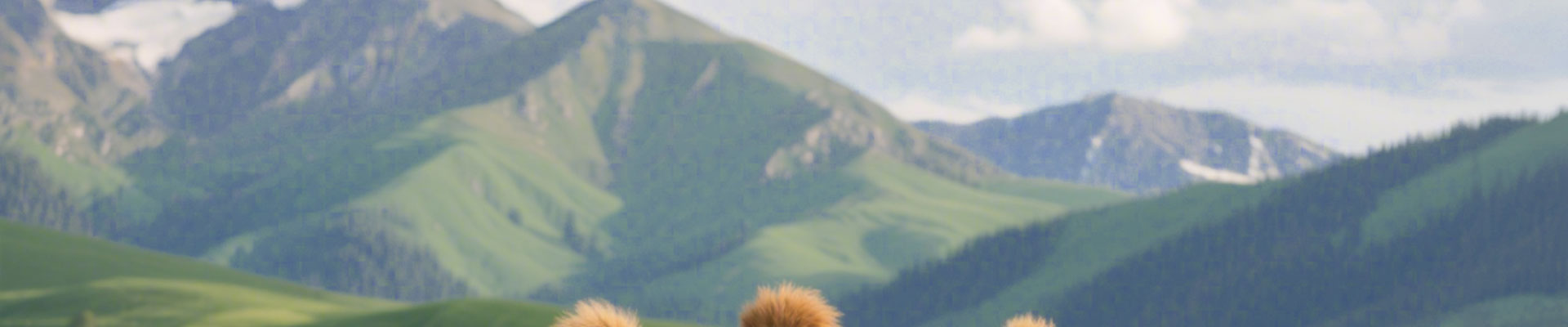 Responsive Image